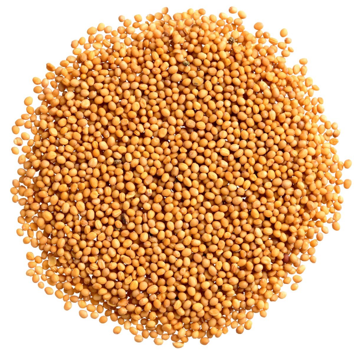 Gorczyca biała ziarno